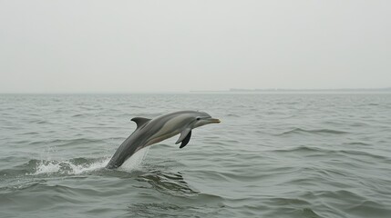 Fototapeta premium A dolphin leaps gracefully from the ocean water