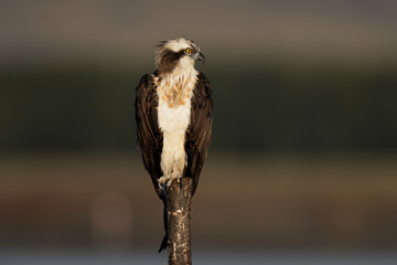 The predator's gaze: the osprey posing (Pandion haliaetus).