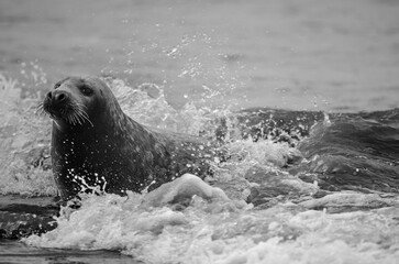 Obraz premium Seal Horsey Gap Seals Norwich