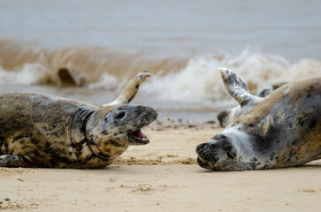 Seal Horsey Gap Seals Norwich