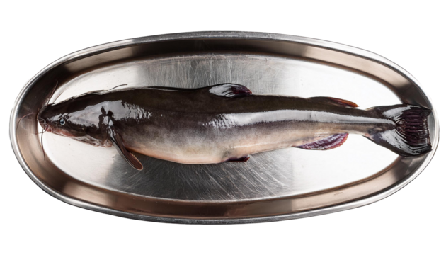 Top view of fresh whole catfish in a metal plate isolated on transparent background, cat fish meat