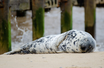Seal Horsey Gap Seals Norwich