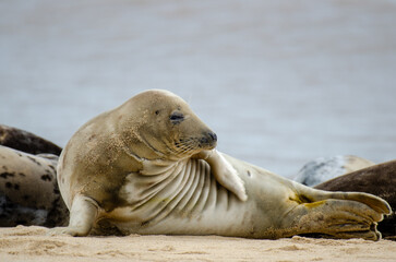 Seal Horsey Gap Seals Norwich
