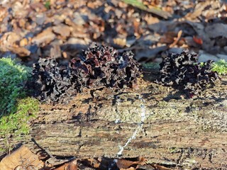 Violetter Knorpelschichtpilz auf Totholz