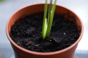 A small plant sits in a pot on a table, ready for care and attention.