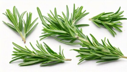Obraz premium Rosemary twig and leaves isolated on white background with clipping