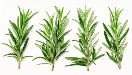 Fototapeta premium Rosemary twig and leaves isolated on white background with clipping