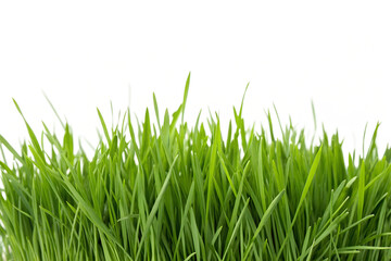 Fototapeta premium Green Fresh Lawn Grass, Lush Yard, Vibrant Outdoor Landscape, Spring Gardening