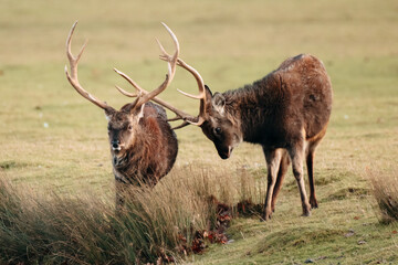 Deer red deer sika reindeer