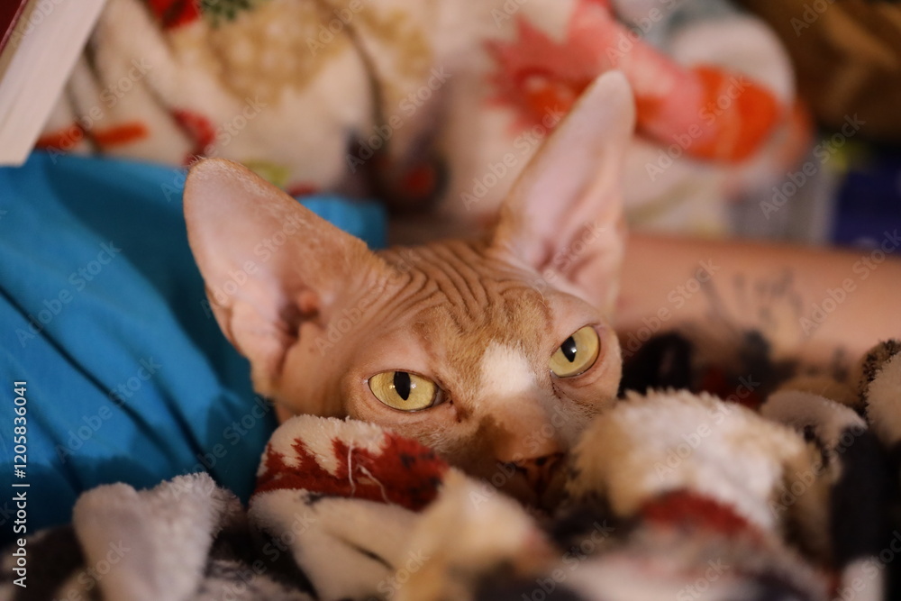 Poster close-up photo of a cat relaxing on a blanket.