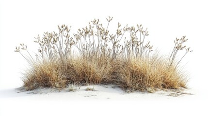 A detailed patch of meadow grass, perfectly isolated on white