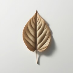 single, perfectly preserved brown leaf rests on a plain white background. The leaf is symmetrical, with a prominent central vein and delicate veins radiating outwards