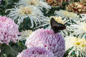 A Chinese peacock black swallowtail emerald (Papilio bianor) butterfly on the chrysanthemum.