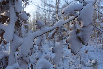 Branch with oak leaves in the snow in the forest. Winter background. Texture. Background