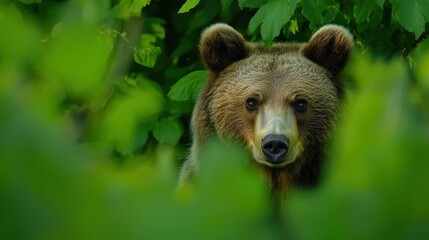 Fototapeta premium Brown Bear Emerging From Lush Green Foliage
