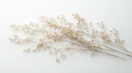 A small meadow grass cluster, sharply cut out and centered on white 