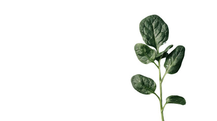 
Spinach vegetable single on transparent background