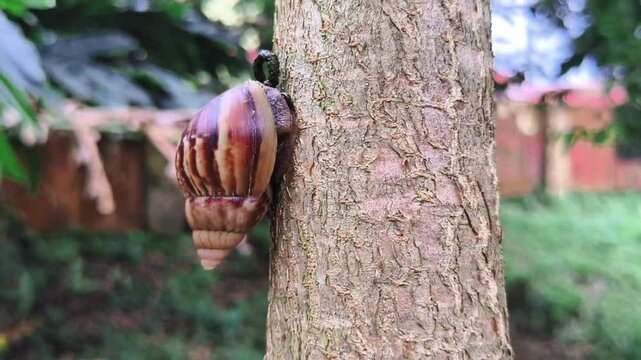 snail hanging on tree aimlessly