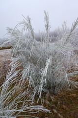 Überfrorener Busch im Hiller Moor
