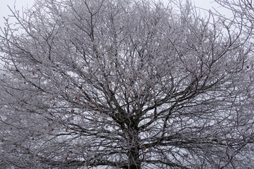 Großer Baum im Winter