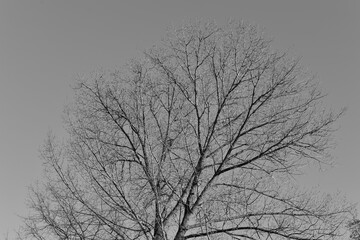Black and white photo of a tree with bare branches