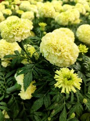 Marigold flower plant photo