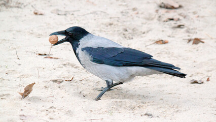 crow on the beach