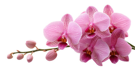 Fototapeta na wymiar pink orchid isolated on white background