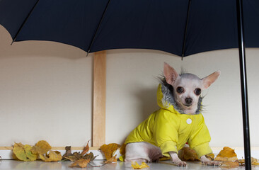 A small adorable Chihuahua dog is sitting under a large open umbrella with a yellow jacket and looking carefully at the camera. The dog is going for a walk in autumn rainy weather.
