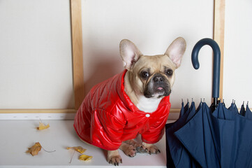 An adorable bulldog in a bright red jacket sits next to a big black umbrella and looks sadly at the camera. The dog is ready to go for a walk and is sad about the rainy weather