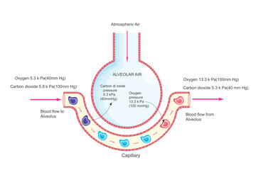 Gas Exchange in Alveoli. Oxygen Uptake and Carbon Dioxide Removal.