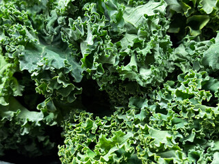 Closeup macro shot of the texture of organic curly kale