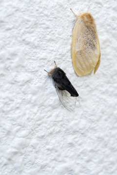The banyan tussock moth (Perina nuda).