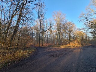 Wonderful Plänterwald Forest Landscape With Blue Sky In Winter (Berlin Treptow)