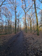 Fototapeta premium Wonderful Plänterwald Forest Landscape With Blue Sky In Winter (Berlin Treptow)