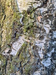 minimalistic background picture - close up photography of tree bark