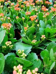 Kalanchoe Flower Plant
