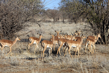 Group of Impala, Etosha National Park, Namibia
