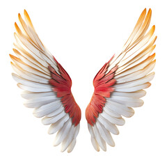 wings, isolated on transparent background, cut out