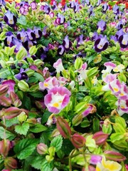 Torenia Wishbone Multicolour Flowers