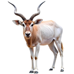 Fototapeta premium Elegant Addax Antelope: Isolated White Background Wildlife Photography for Design Projects, Logos, 
