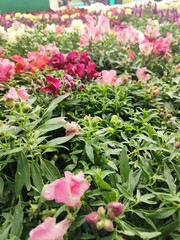 Snapdragon Montego Rose