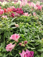 Snapdragon Montego Rose