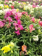 Snapdragon Montego Rose
