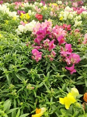 Snapdragon Montego Rose