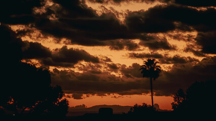A captivating sunset featuring a palm tree prominently positioned in the foreground, creating a stunning visual contrast in natures beauty