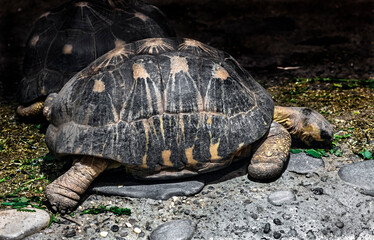 Radiated tortoise eats salad. Latin name - Astrochelys radiata	