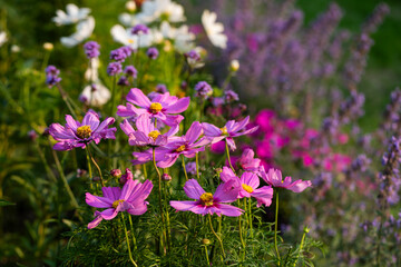 onętek, kwiaty kosmos i werbena patagońska w wiejskim ogrodzie, łąka kwietna	