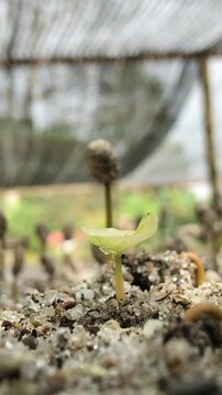 Sowing Arabica coffee seeds. View after 1.5 months after sowing.