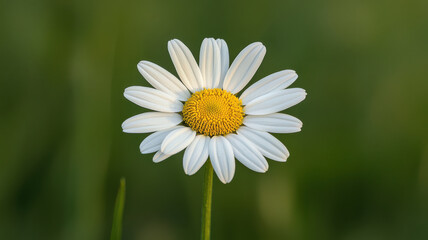 delicate daisy with white petals and yellow center stands out against blurred green background, evoking sense of tranquility and beauty